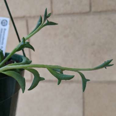 Senecio Peregrinus