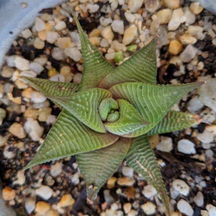 Plant image Haworthiopsis limifolia 'Green Knight' syn. Haworthia limifolia 'Green Knight'