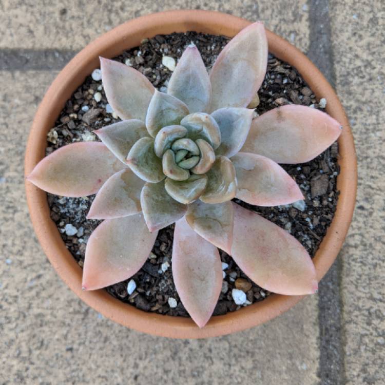 Plant image Echeveria Silver Queen