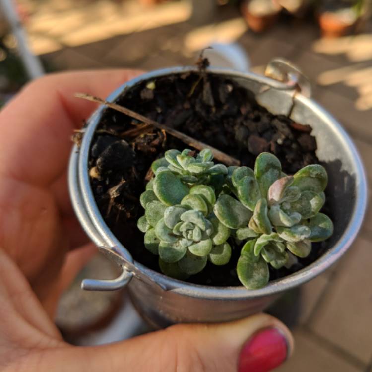 Plant image Sedum spurium 'Silver Blob'