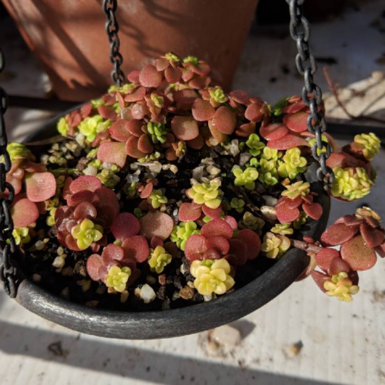 Plant image Sedum Makinoi Ogon