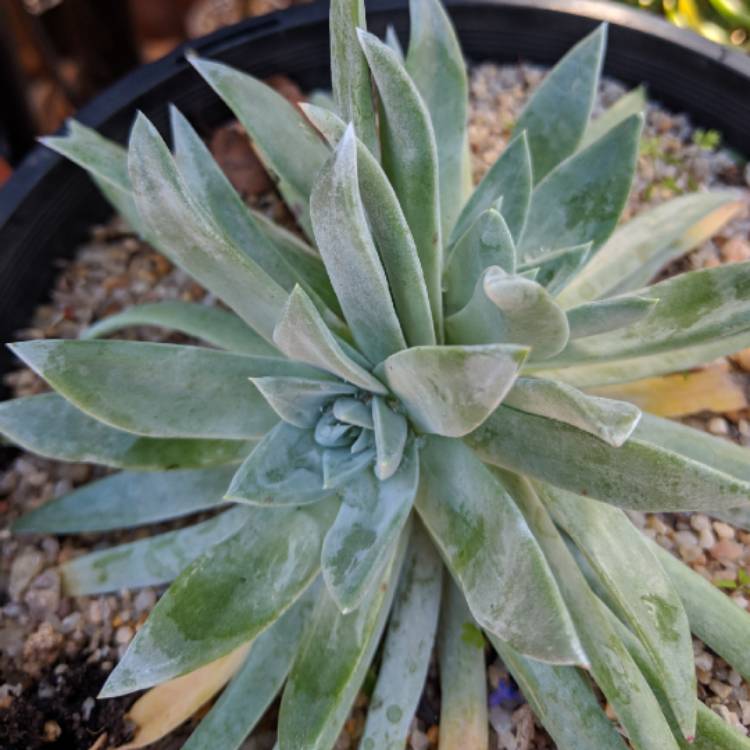 Plant image Dudleya  candida