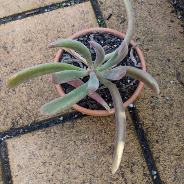 Plant image Cotyledon orbiculata 'White Sprite'