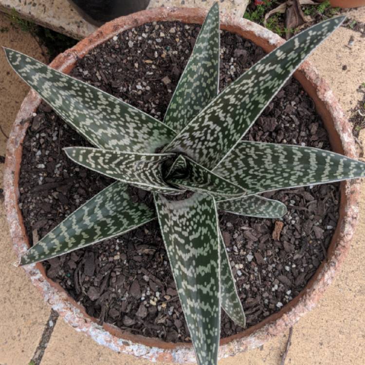 Plant image x Gasteraloe 'Aveo'