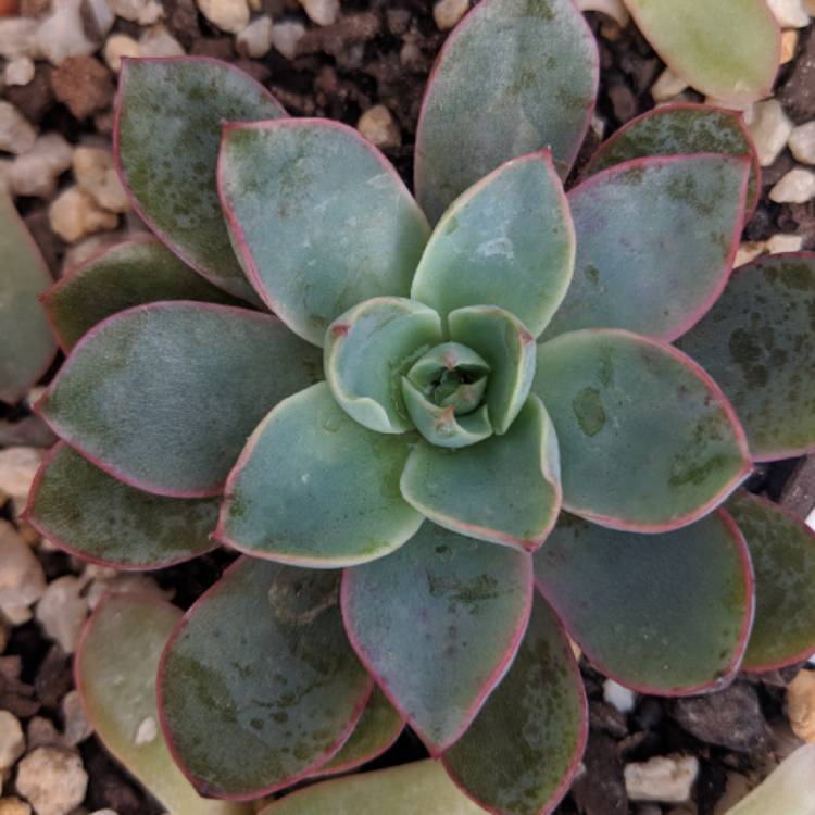 Plant image Echeveria Hera