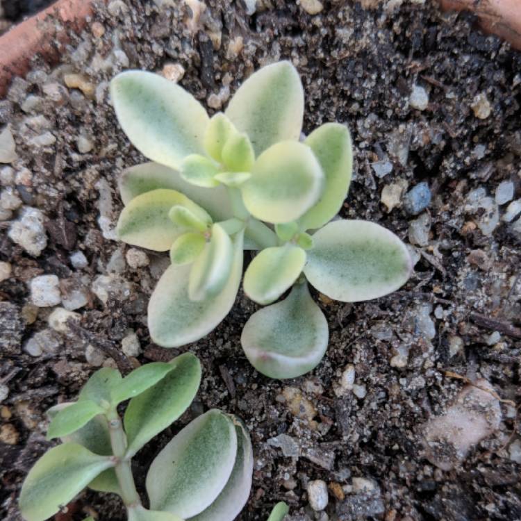 Plant image Crassula Volkensii f. Variegata