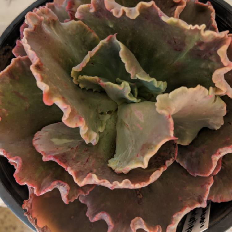 Plant image Echeveria Fantastic