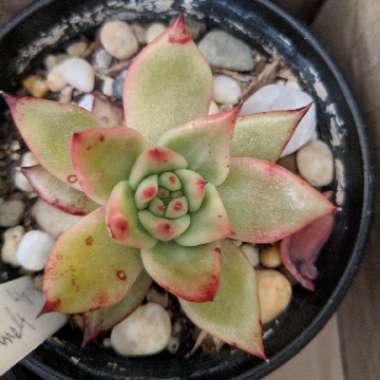 Echeveria Agavoides Frank Reinelt