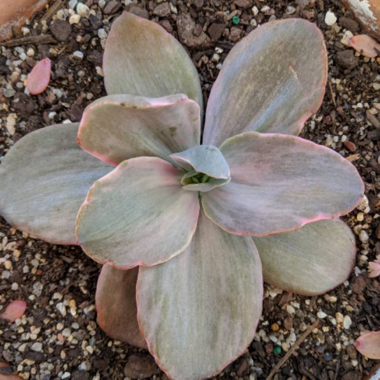 Plant image Echeveria Decora