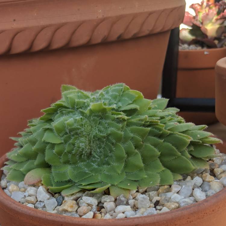 Plant image Aeonium Tabulaefoeme f. Cristata