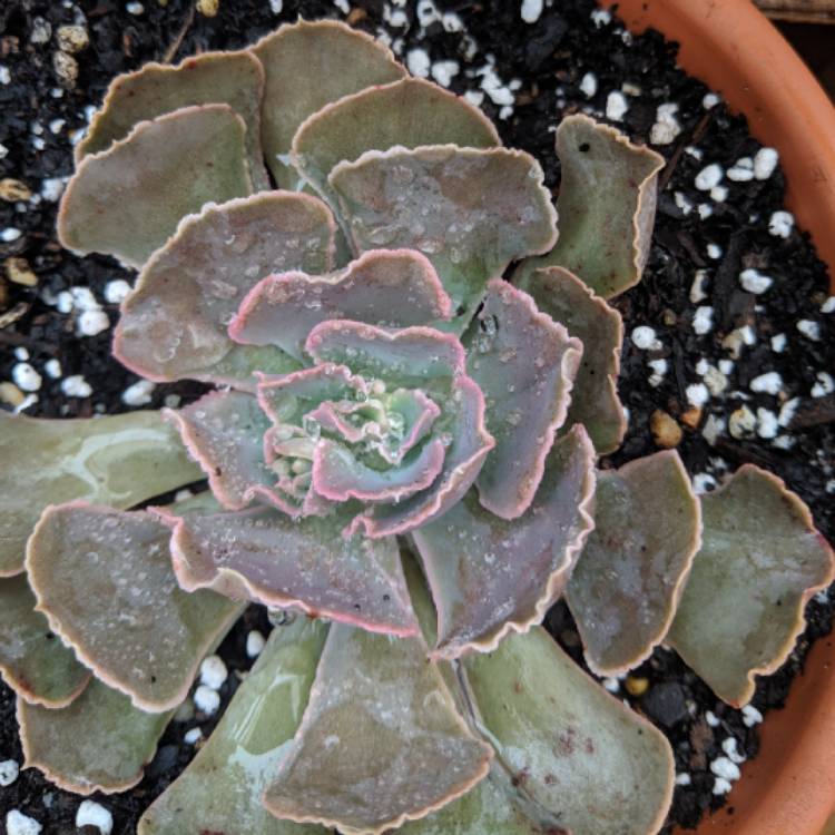 Plant image Echeveria Shaviana Hime