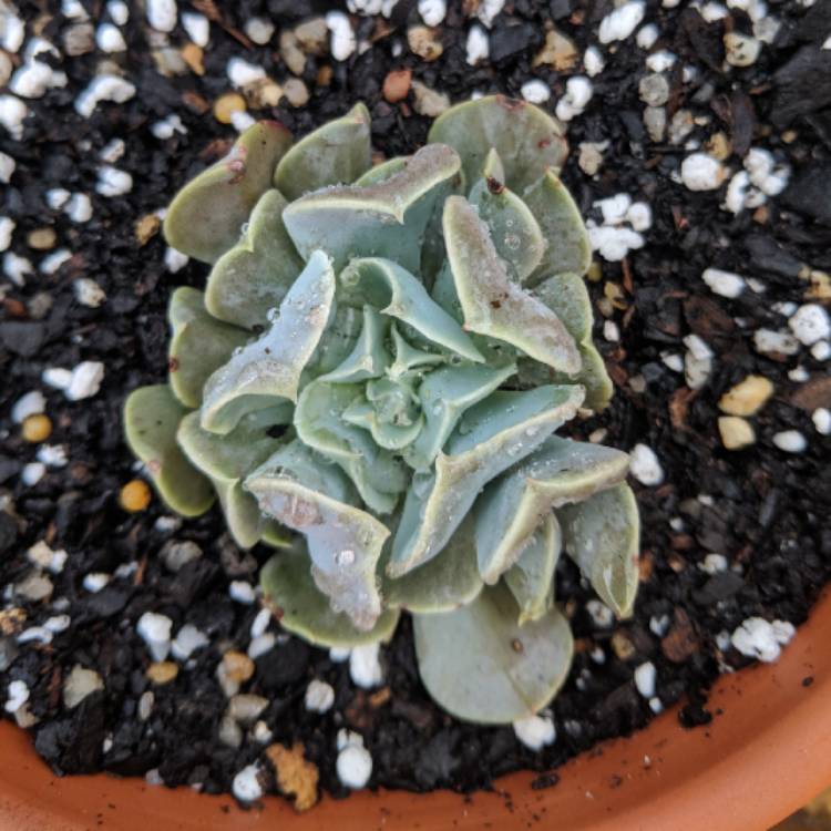 Plant image Echeveria Doppler