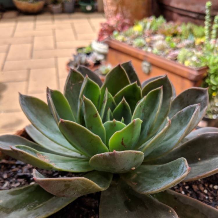 Plant image Echeveria Blue Prince