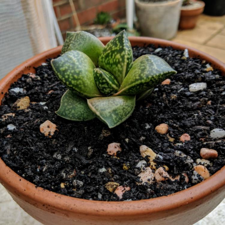 Plant image x Gasterhaworthia 'Rosava'