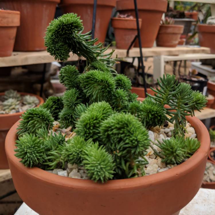 Plant image Sedum Rupestre Cristatum