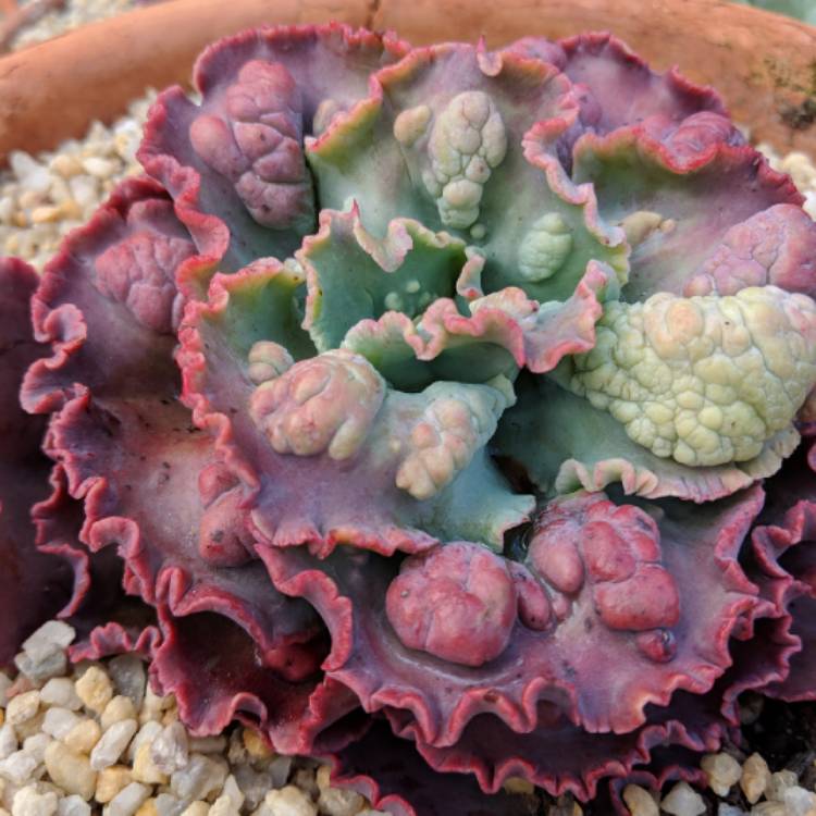 Plant image Echeveria Midway