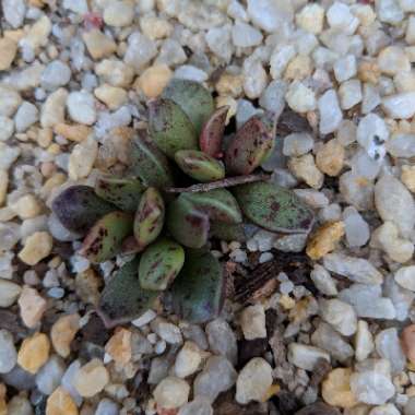 Adromischus