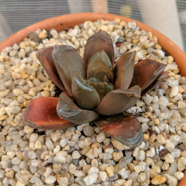 Plant image Haworthia truncata hybrid