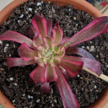 Aeonium Mardi Gras