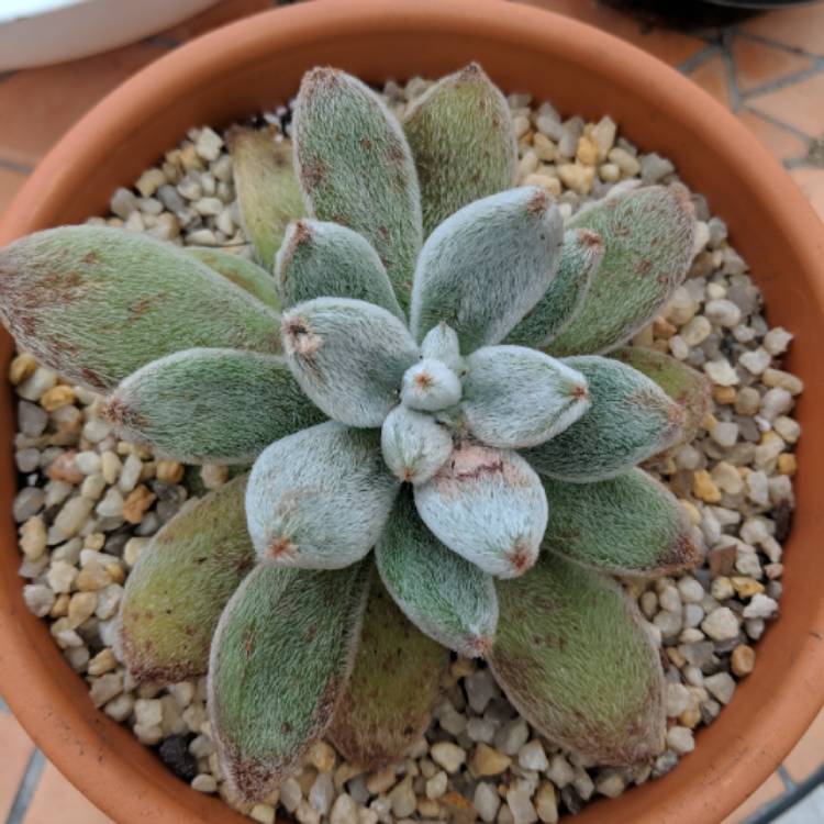 Plant image Echeveria Leucotricha