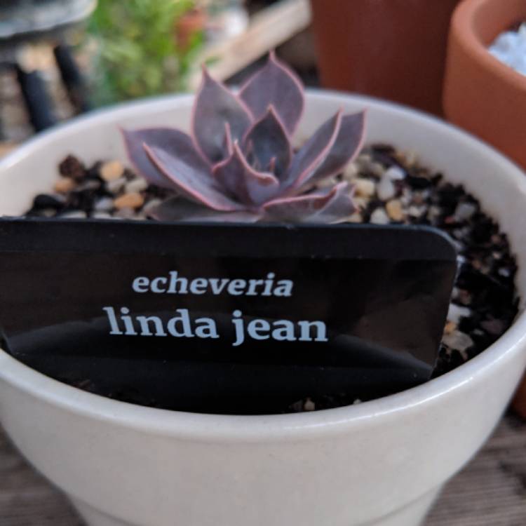 Plant image Echeveria Linda Jean