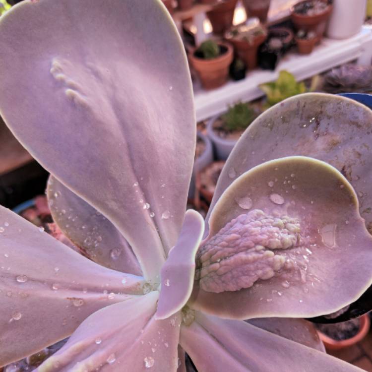 Plant image Echeveria Gibbiflora x Caronculata