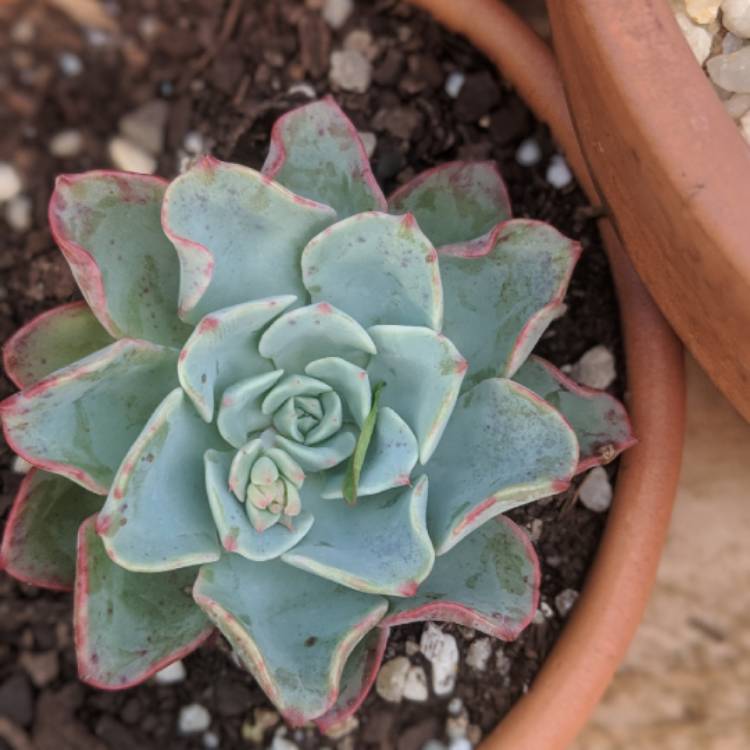 Plant image Echeveria Lara