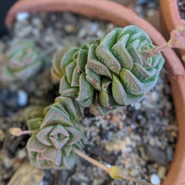 Plant image Crassula 'Dorothy'