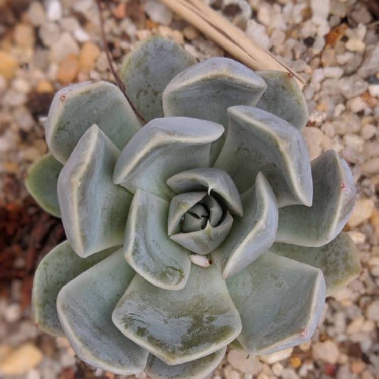 Plant image Echeveria Snow Bunny