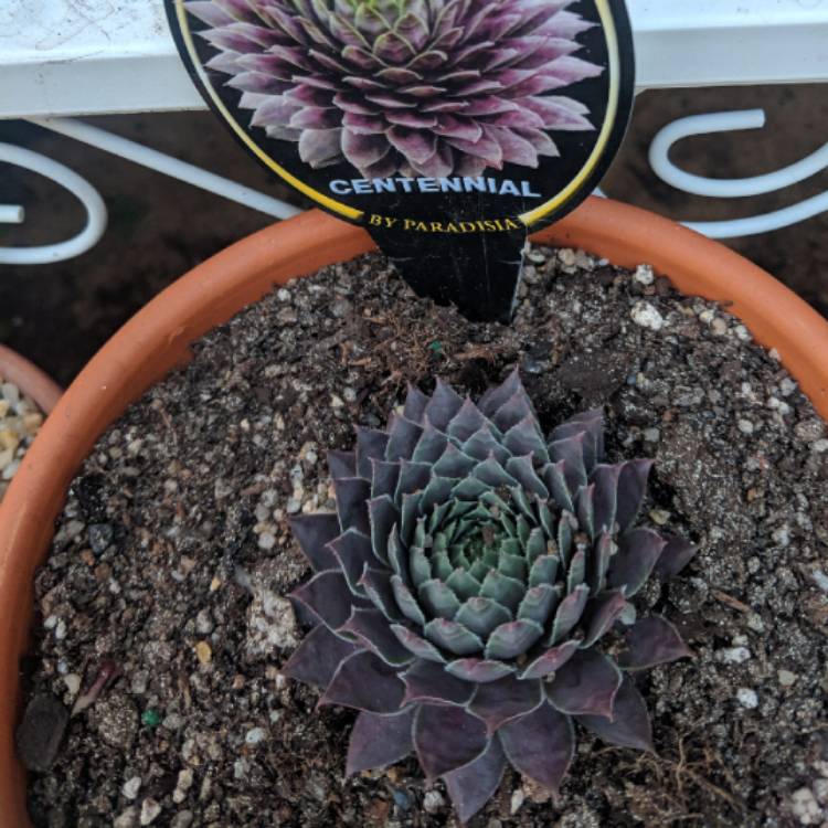 Plant image Sempervivum Centennial