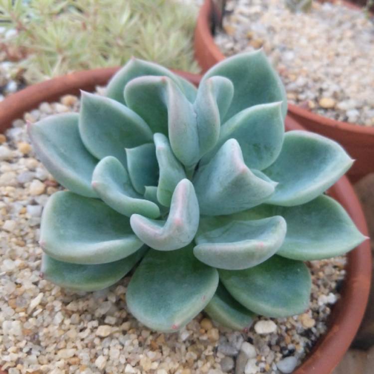 Plant image Echeveria Ghost 61