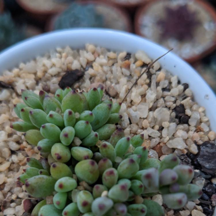 Plant image Graptopetalum Pachyphyllum