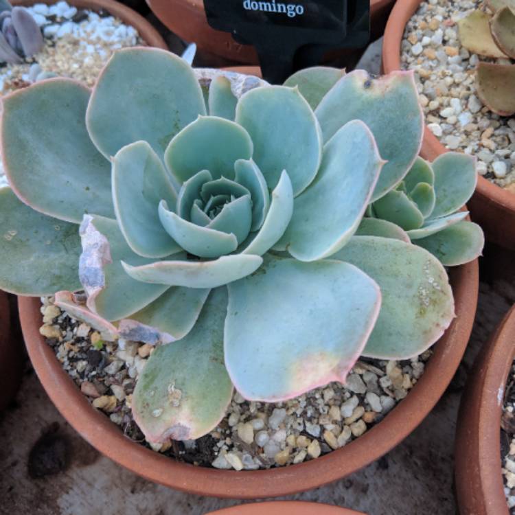 Plant image Echeveria Domingo