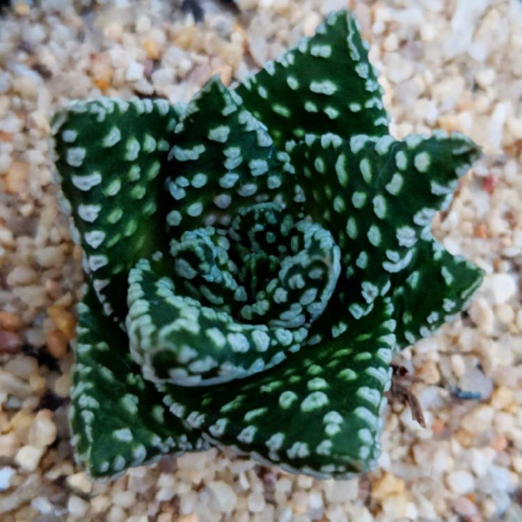 Plant image Haworthia pumila 'Little Donut'