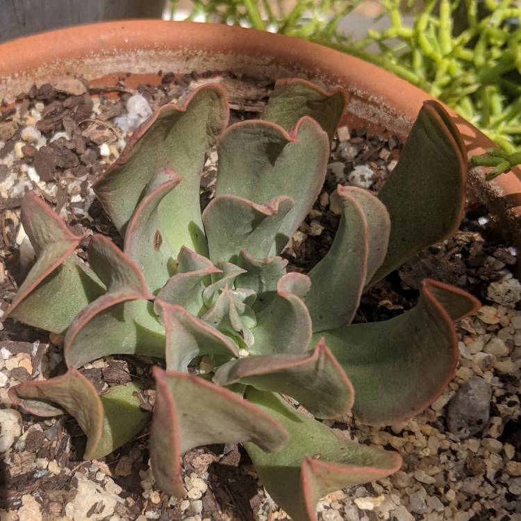 Plant image Echeveria Dark Hawk