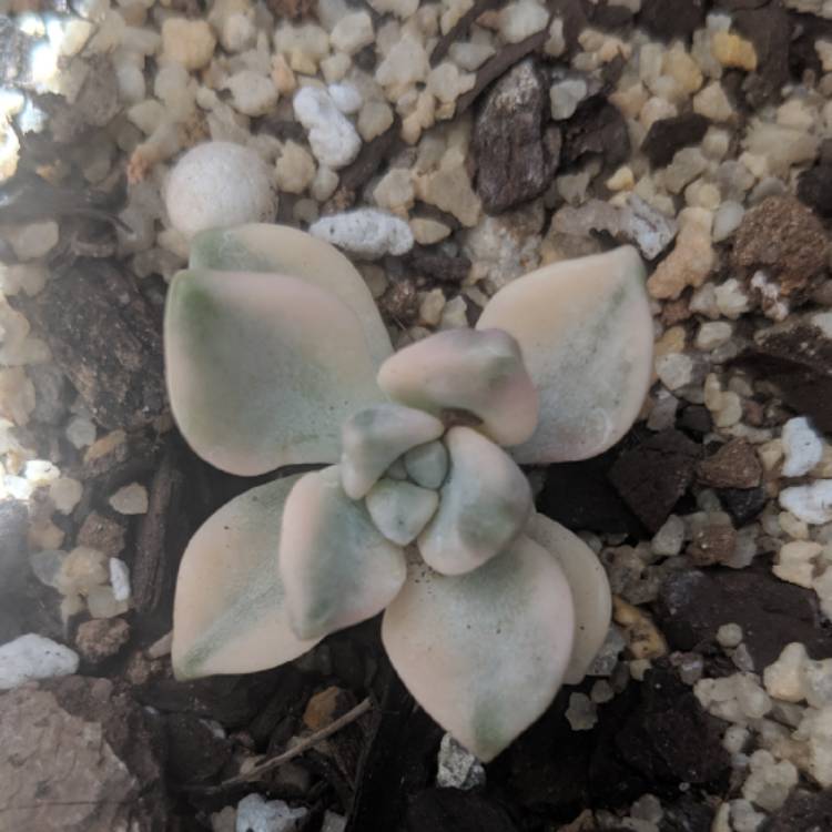 Plant image Graptopetalum Mendozae Variegata