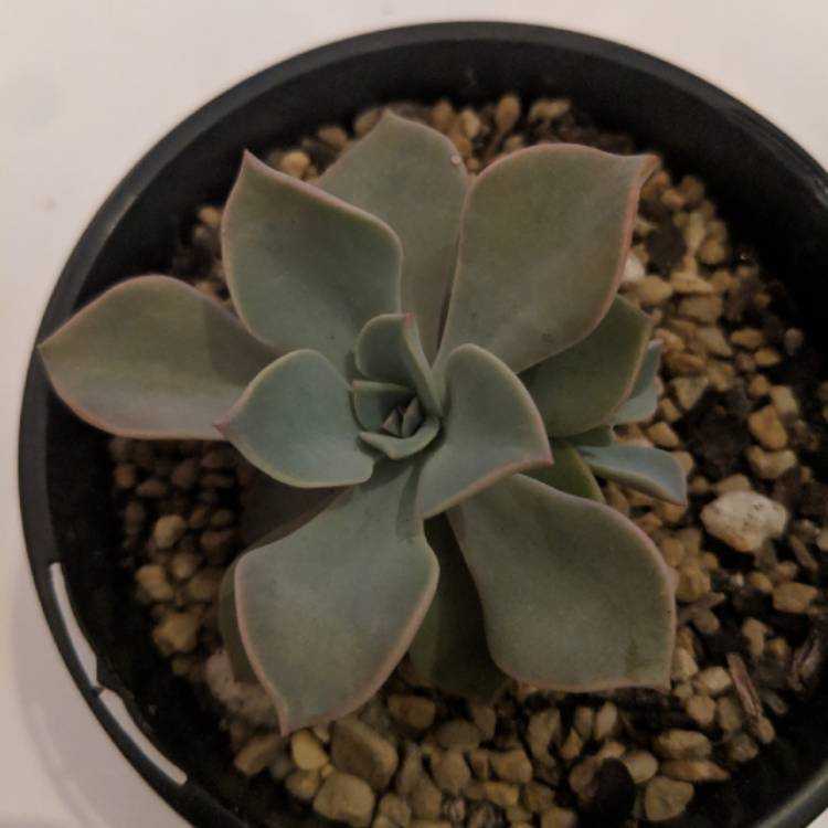 Plant image Graptopetalum Claret