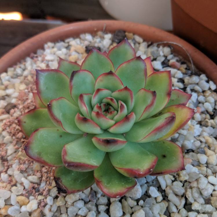 Plant image Echeveria Christmas