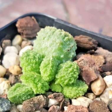 Adromischus marianae v. herrei