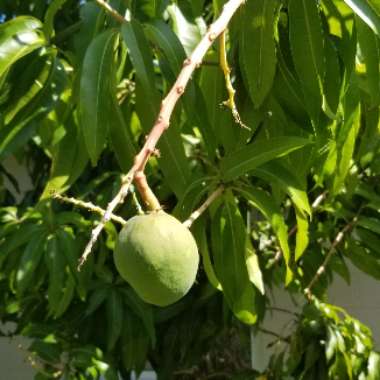 Mangifera indica