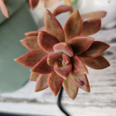 x Graptosedum