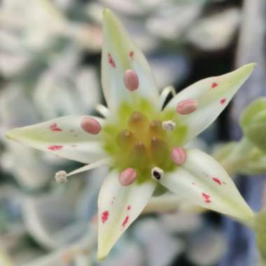 Graptopetalum Paraguayense subsp. Paraguayense