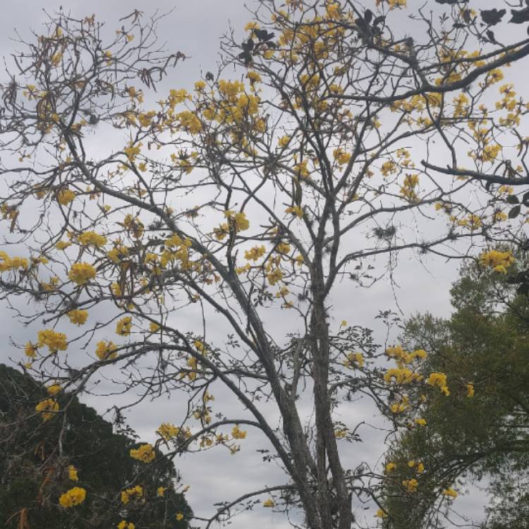 Plant image Tabebuia chrysantha