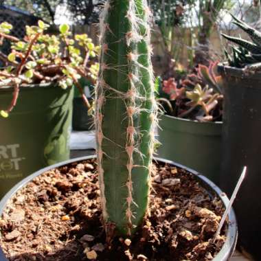 Pilosocereus pachycladus