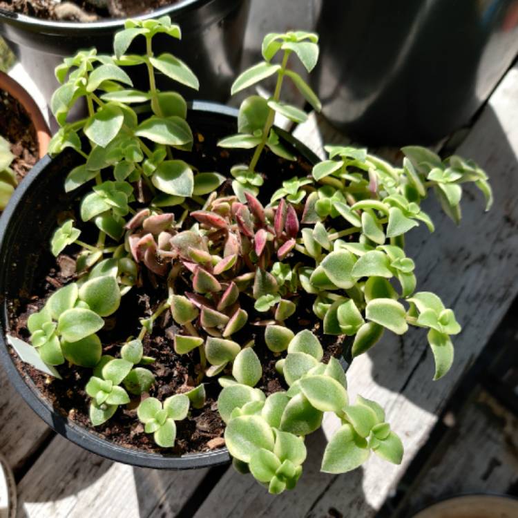 Plant image Crassula Pellucida subsp. Marginalis Variegata