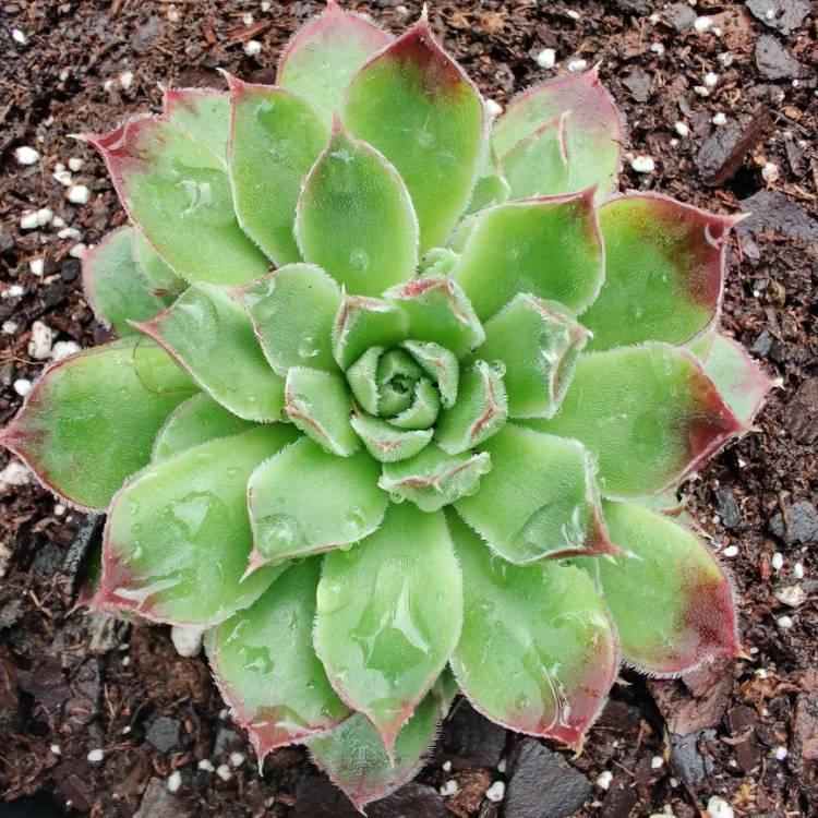 Plant image Sempervivum Jovibarba Heuffelii