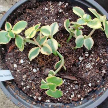 Crassula Sarmentosa Variegata