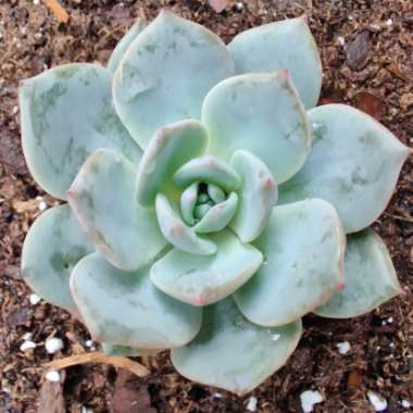 Echeveria Canadian