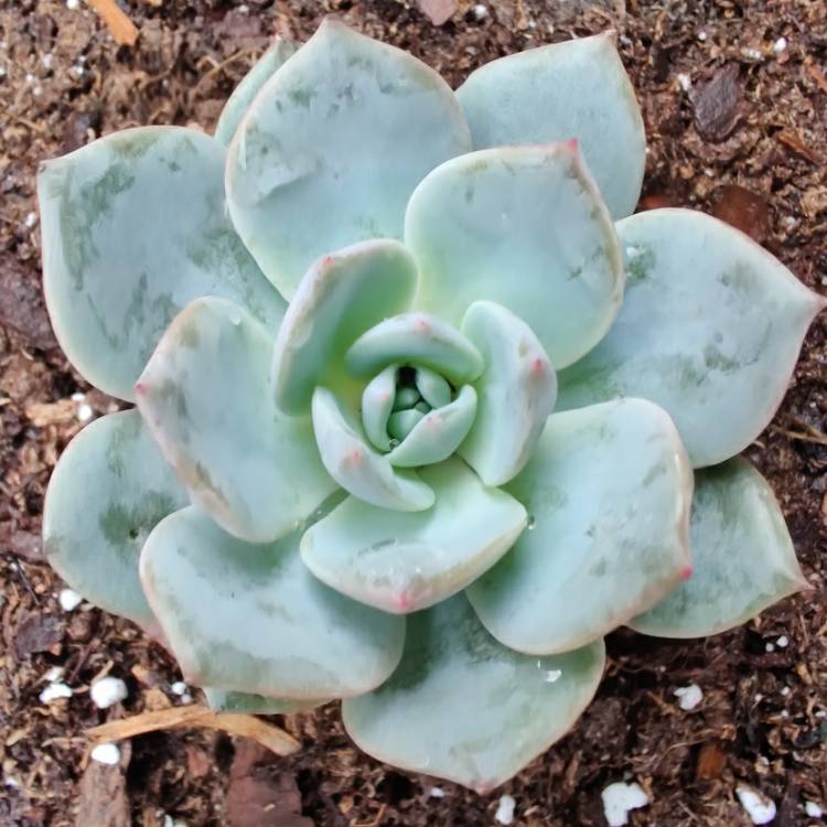 Plant image Echeveria Canadian