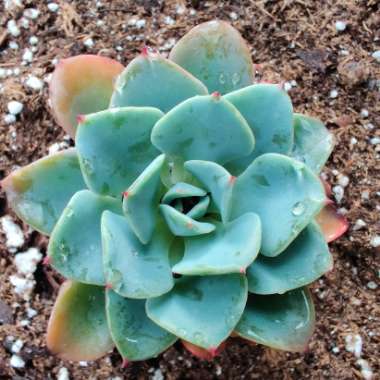 Echeveria Galaxy Blue